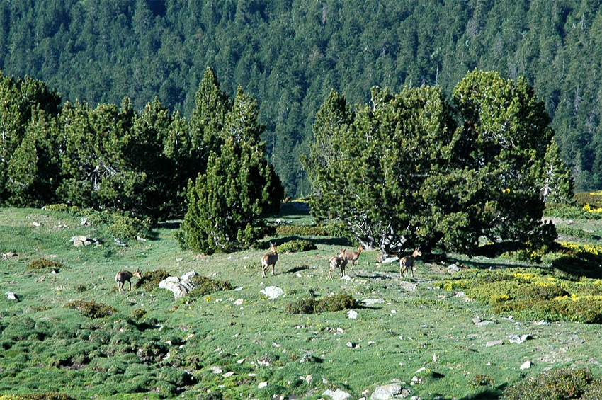 Pic-du-Canigou