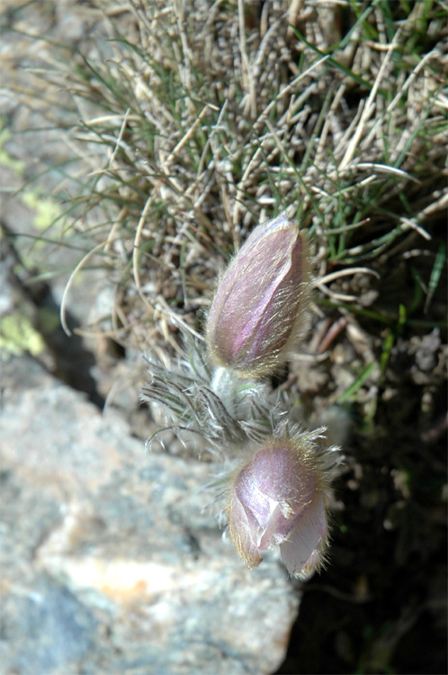 Pic-du-Canigou