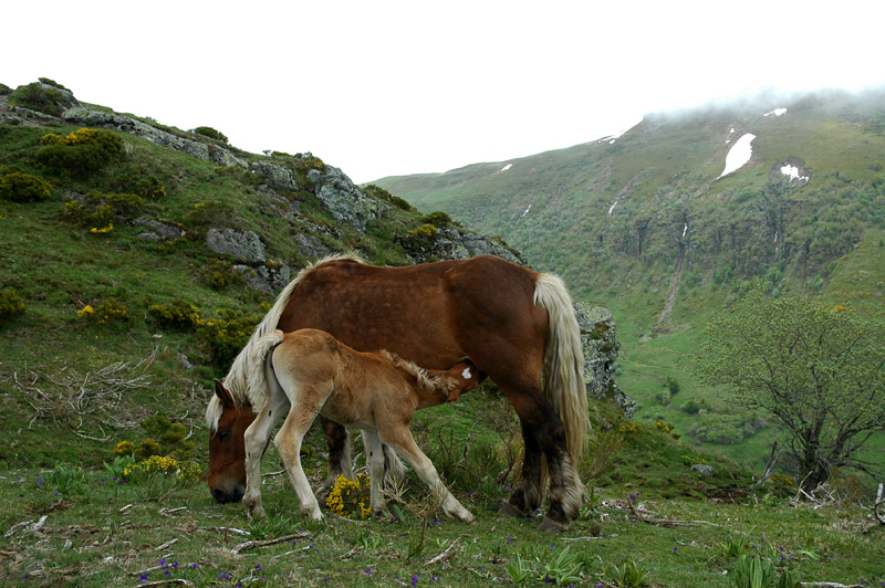 Monts du Cantal