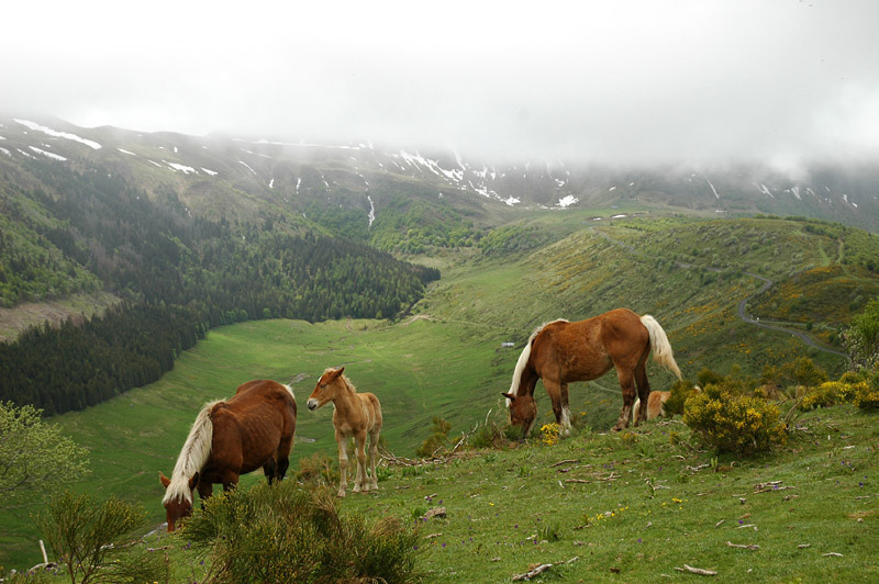 Monts du Cantal