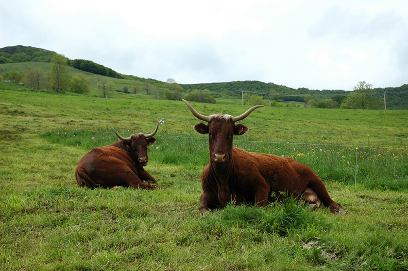 Monts du Cantal