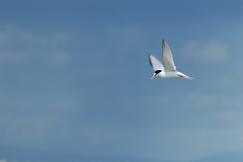 Camargue