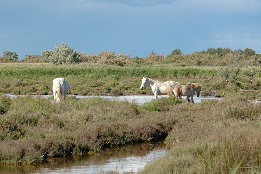 Camargue