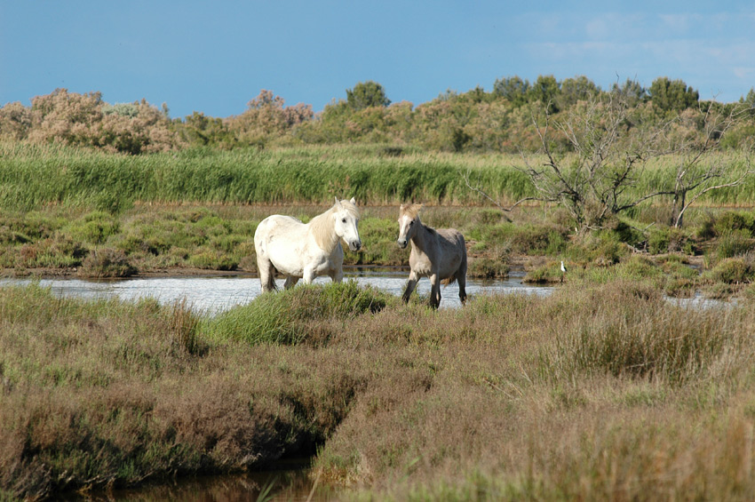 Camargue