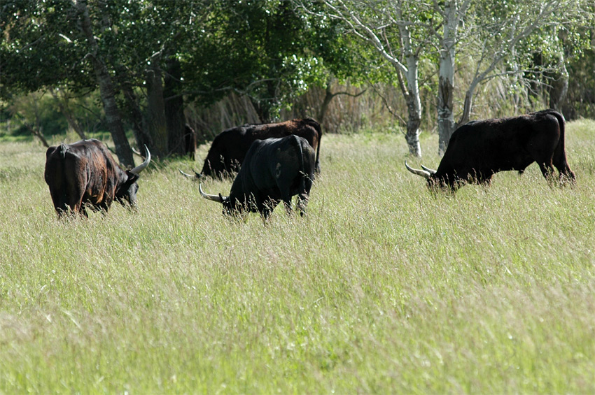 Camargue