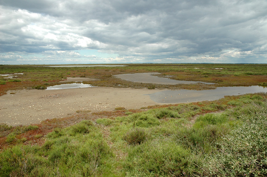 Camargue