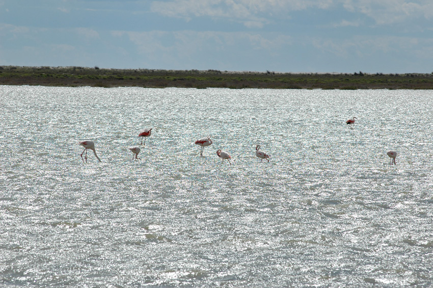 Camargue