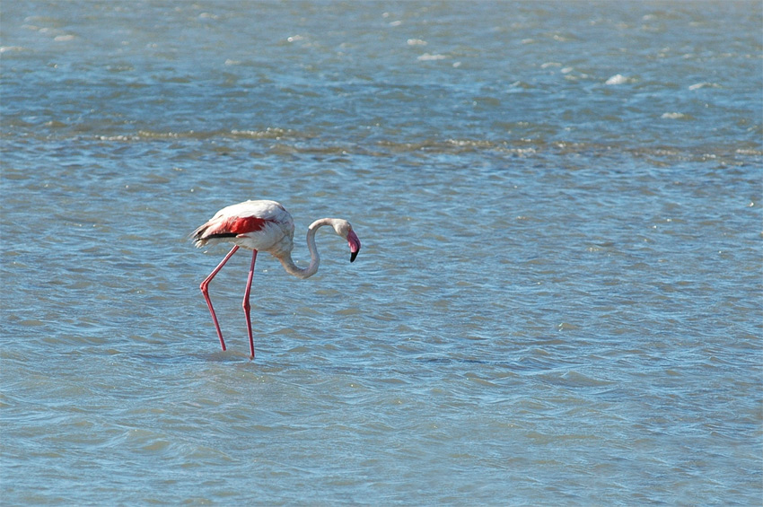 Camargue