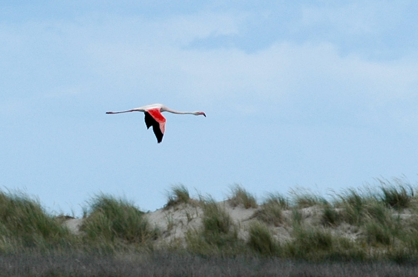 Camargue