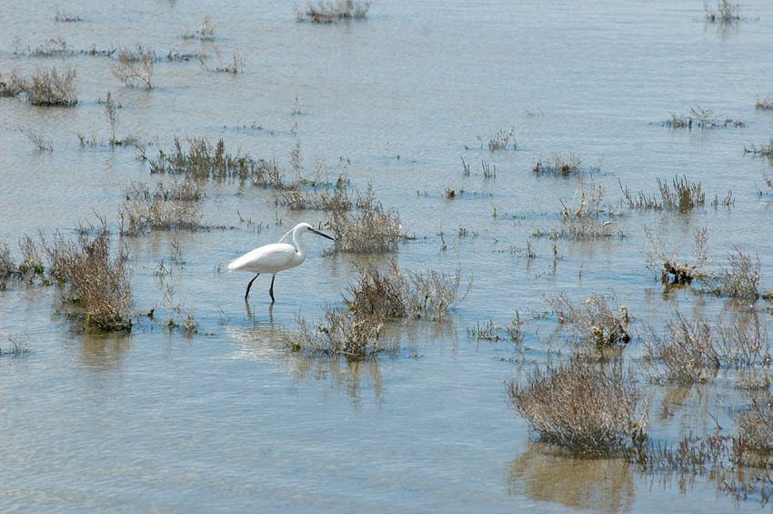 Camargue