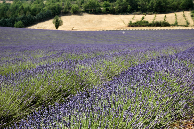 Senanque