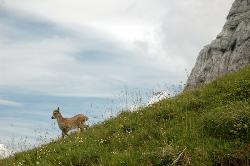 La Tournette