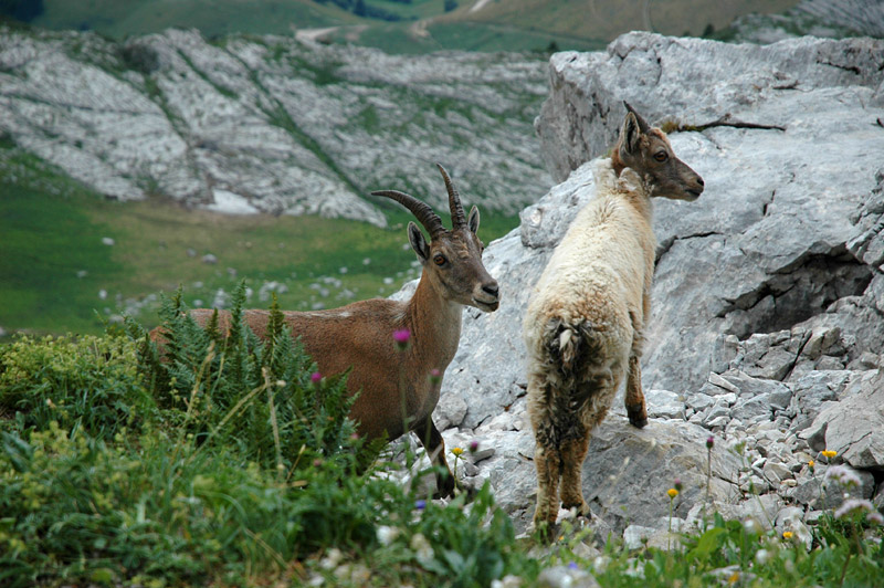 La Tournette