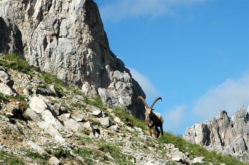 Aravis