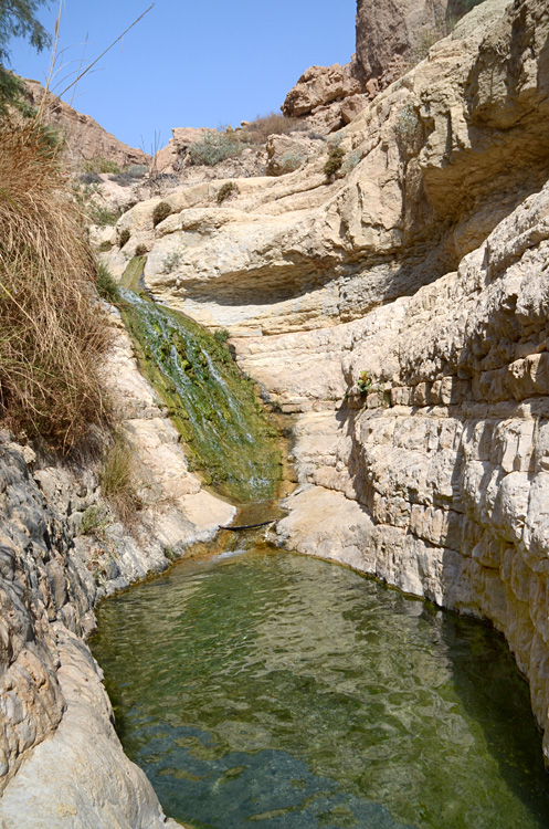 En Gedi