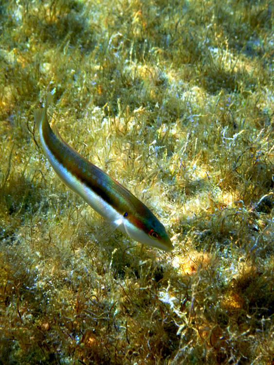Pl Balos