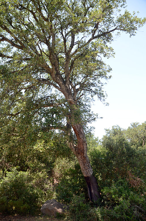 Giara di Gesturi