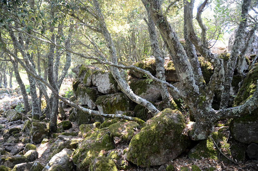 Nuraghe Nuracciassu