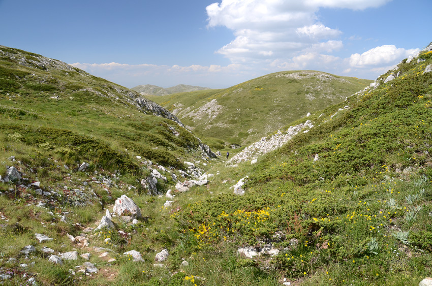 Magaro