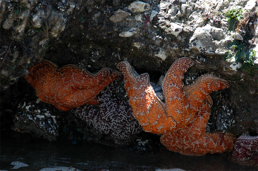 Hvzdice okrov (Ochre Starfish)