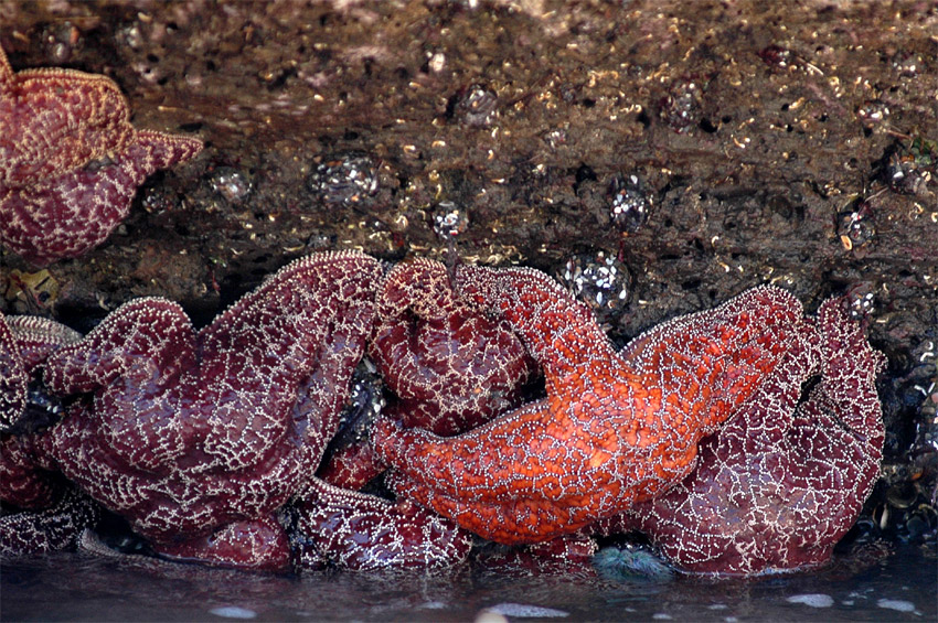 Hvzdice okrov (Ochre Starfish)