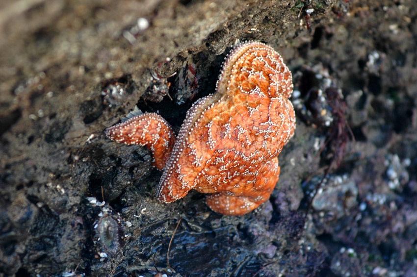 Hvzdice okrov (Ochre Starfish)