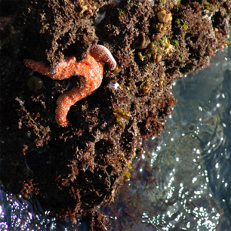Hvzdice okrov (Ochre Starfish)
