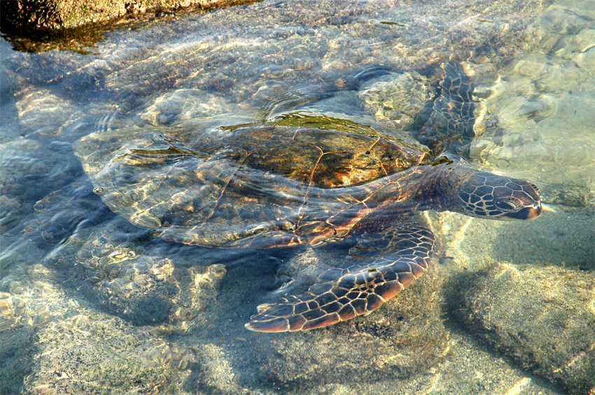 Kareta velk (Green turtle)