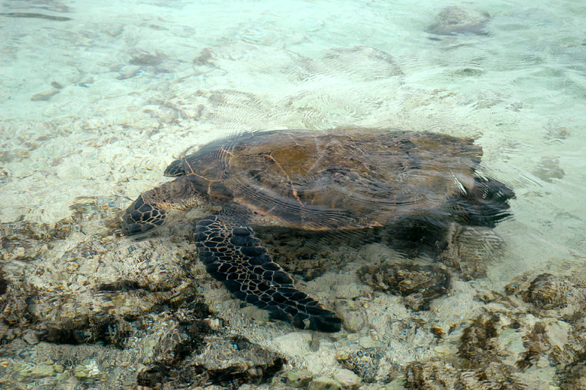 Kareta velk (Green turtle)