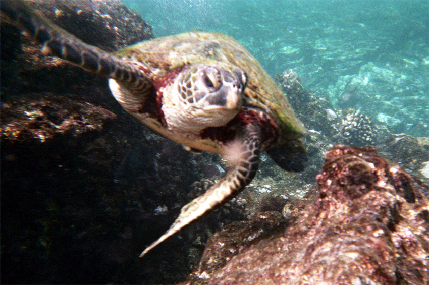 Kareta velk (Green turtle)