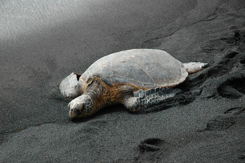 Kareta velk (Green turtle)