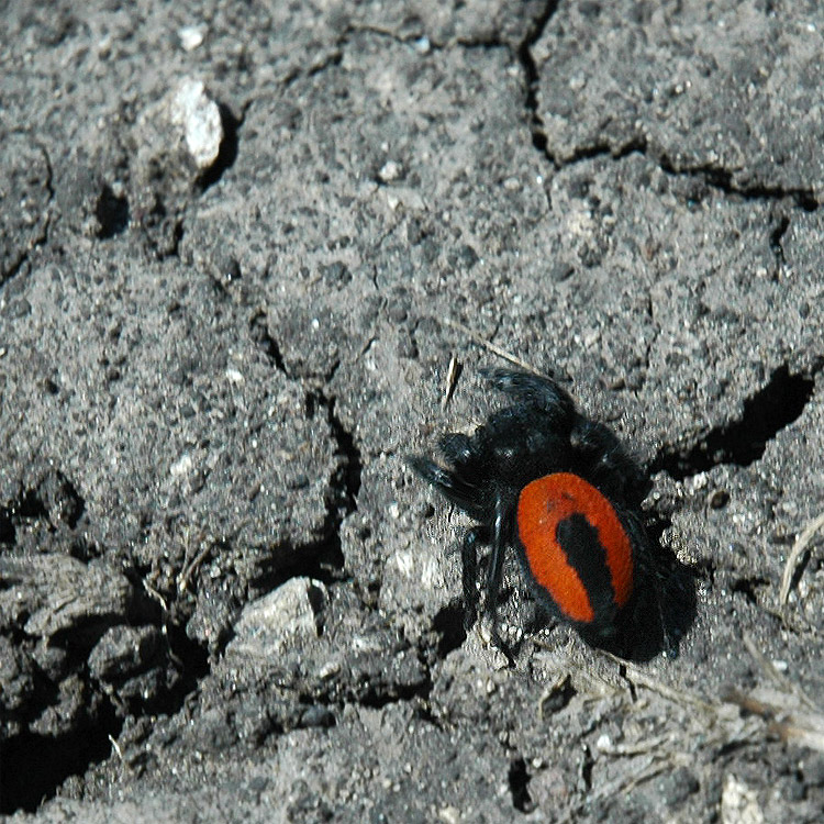 Red-backed Jumping Spider