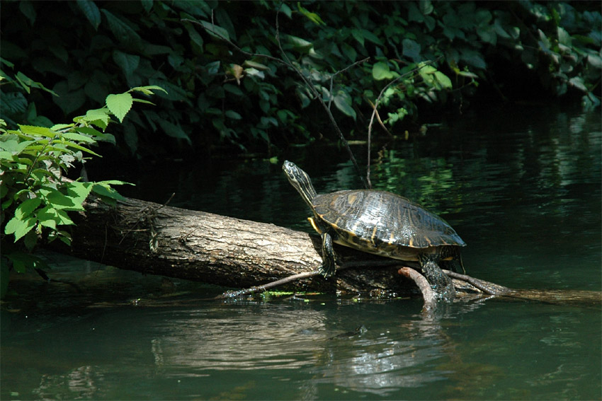 elva ervenobich (Red-bellied Turtle)