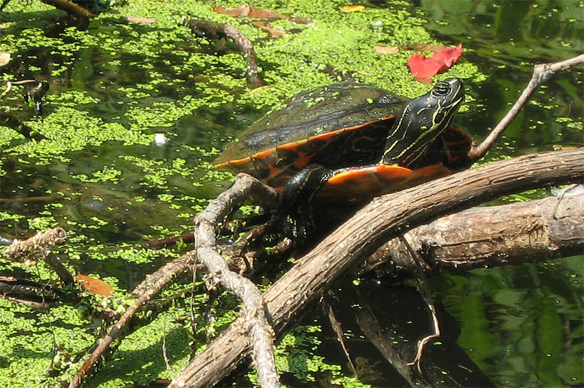 elva ervenobich (Red-bellied Turtle)