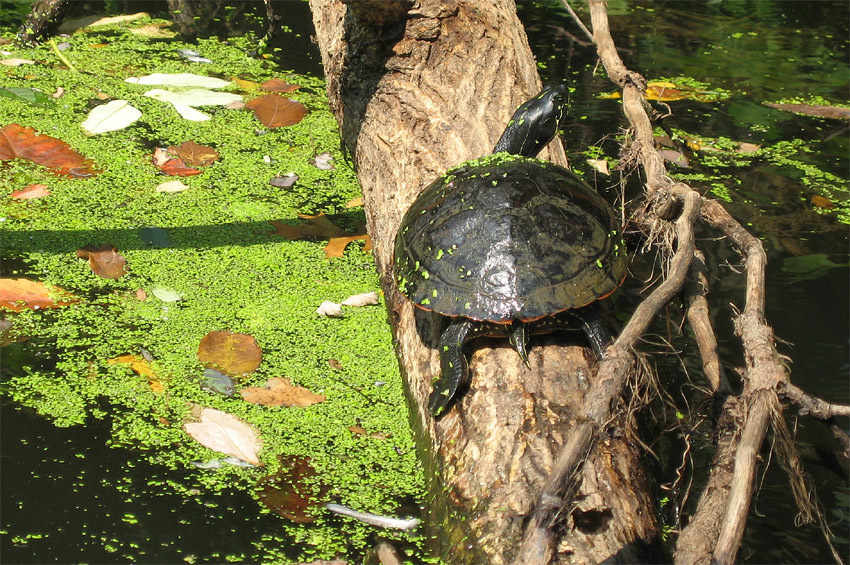 elva ervenobich (Red-bellied Turtle)