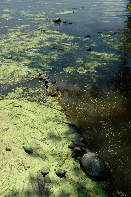 elva ervenobich (Red-bellied Turtle)