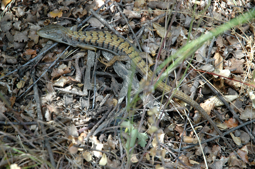 Aligtorek (Northern Alligator Lizard)