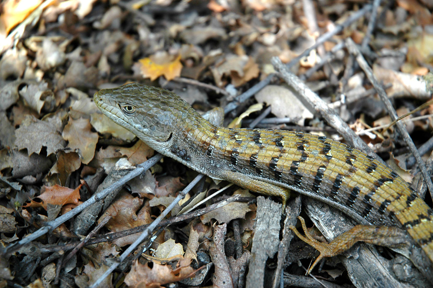 Aligtorek (Northern Alligator Lizard)