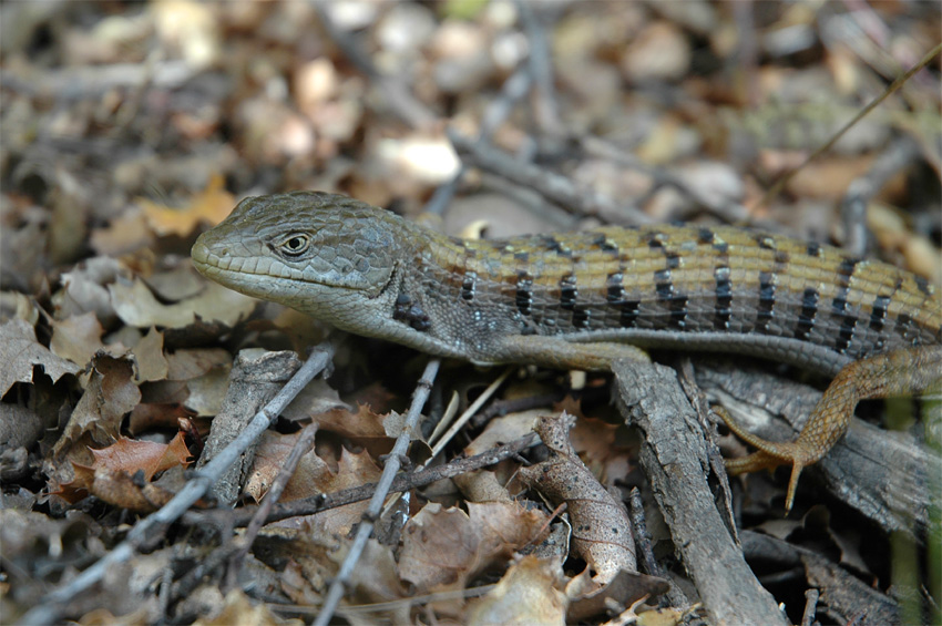 Aligtorek (Northern Alligator Lizard)