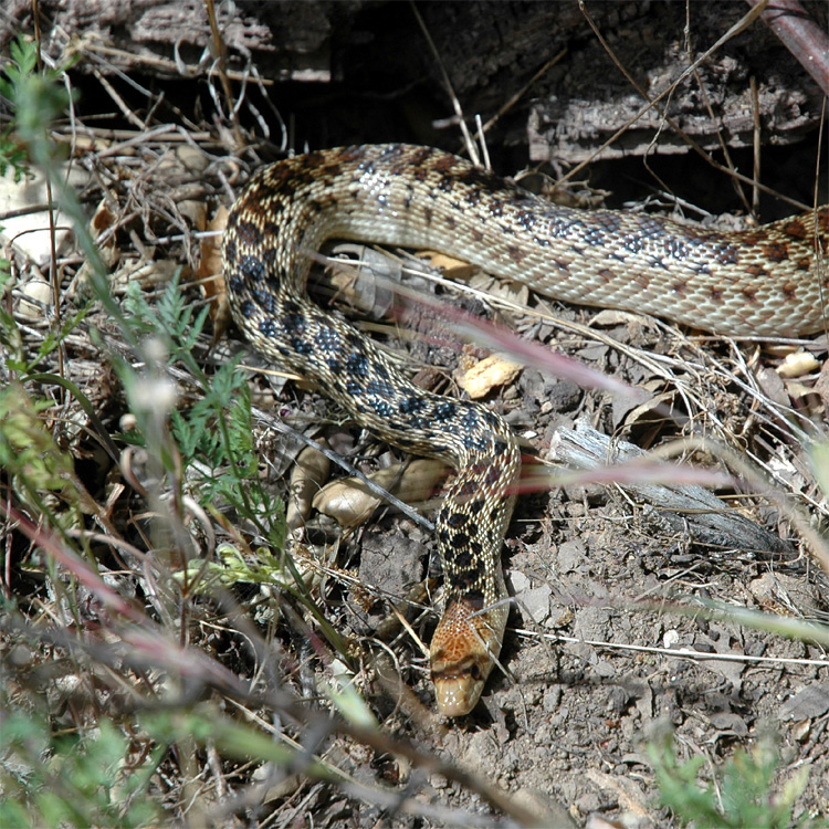 Uovka b (Gopher Snake)