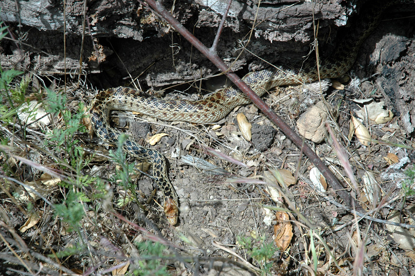 Uovka b (Gopher Snake)