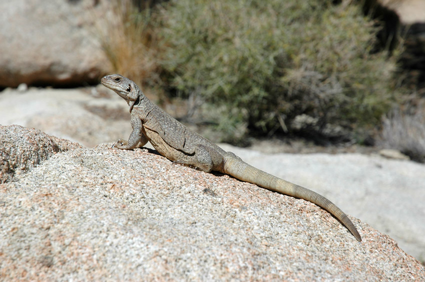 ukvala (Chuckwalla)