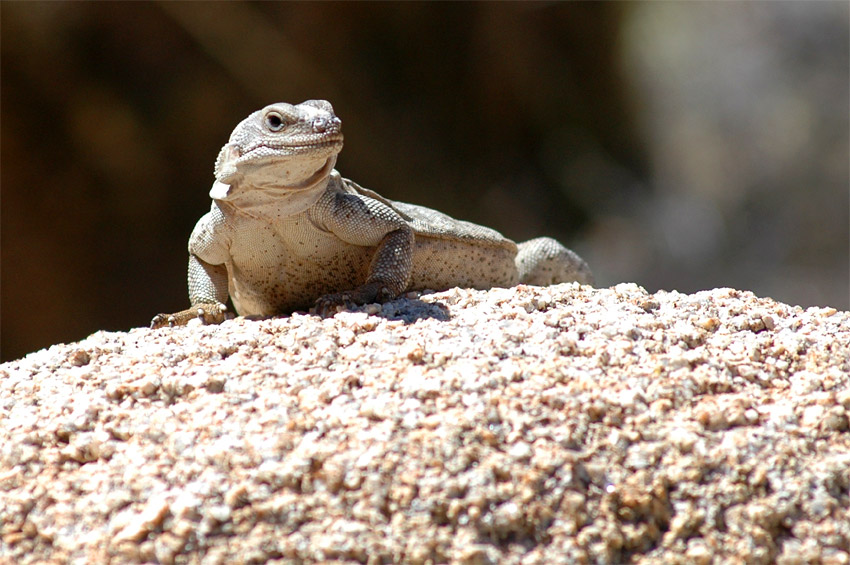 ukvala (Chuckwalla)