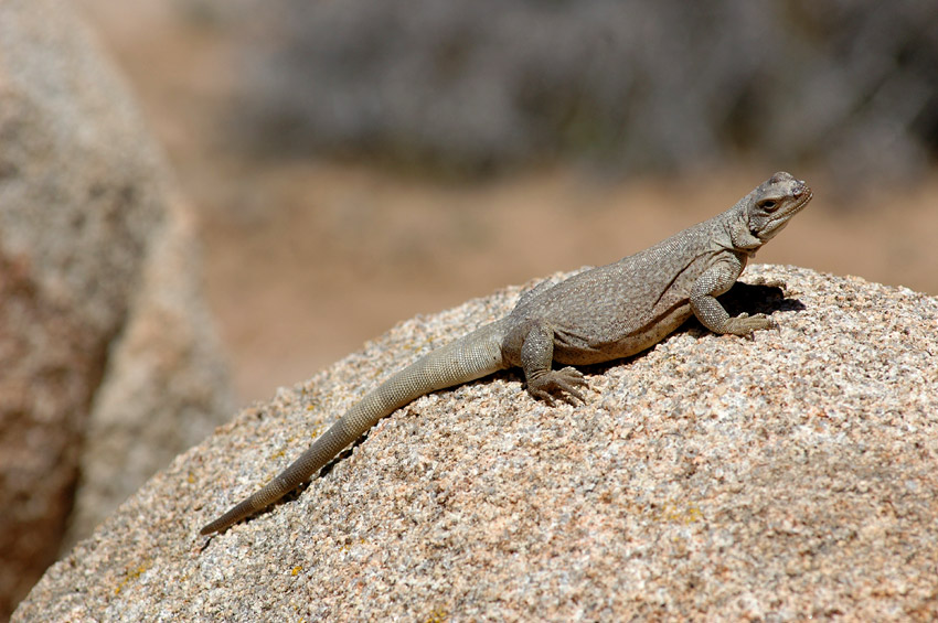 ukvala (Chuckwalla)