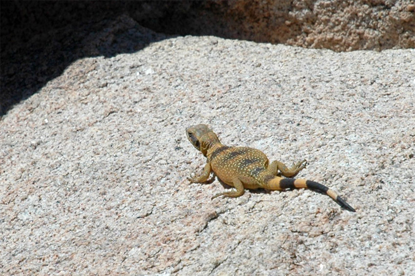 Great Basin Collared Lizard