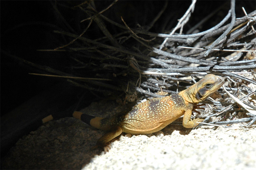 Great Basin Collared Lizard