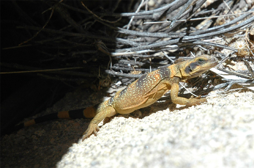 Great Basin Collared Lizard