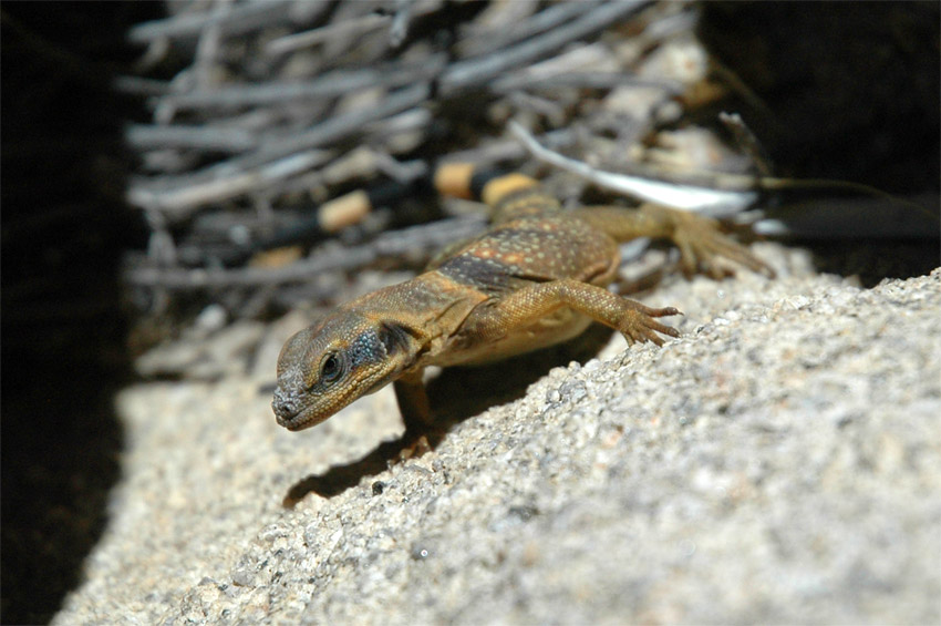 Great Basin Collared Lizard