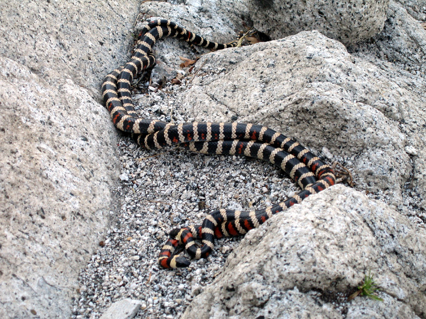 Korálovky (Milk snake)