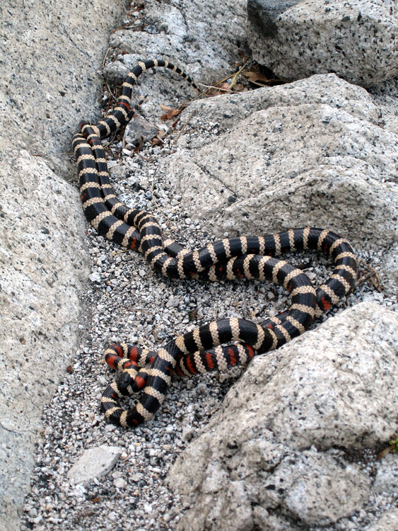 Korálovky (Milk snake)